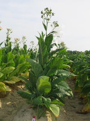 PLANT